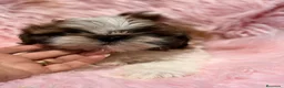 Shih Tzu perros en venta: SHIH TZU HEMBRA - Anuncio 3