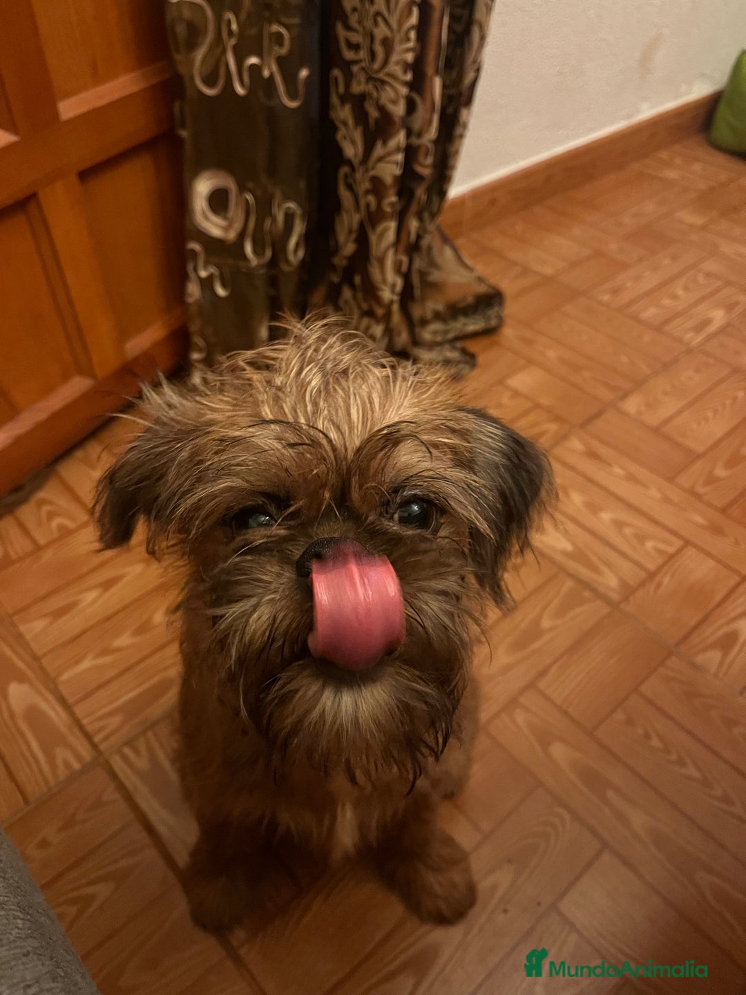 Grifón de Bruselas perros en venta: Último cachorro de Grifon de Bruselas  - Imagen 2