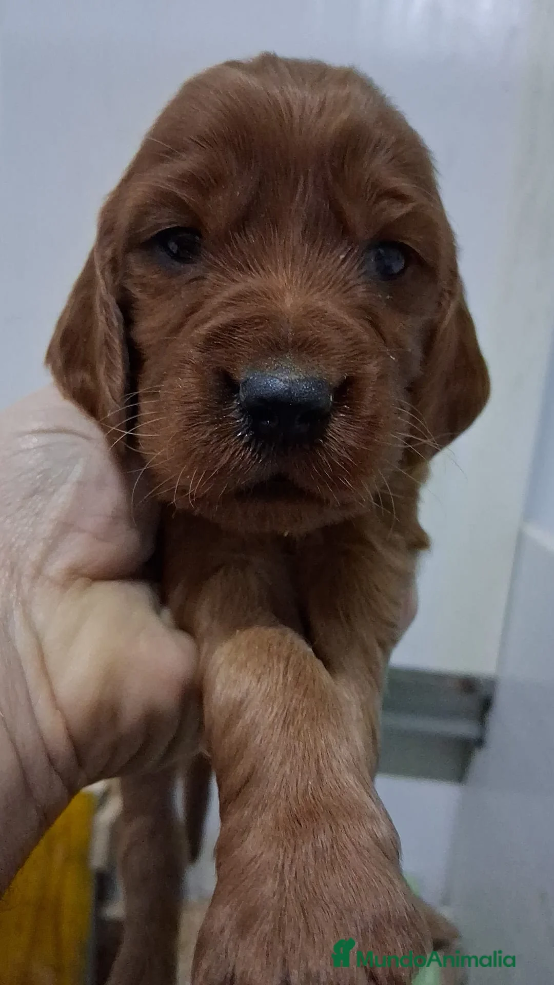 Setter Irlandés Rojo perros en venta: Venta de machitos y hembras de setter irlandés Roj - Anuncio 2