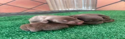 Teckel Miniatura perros en venta: Excelente camada de Teckel chocolate y arlequín  - Anuncio 2