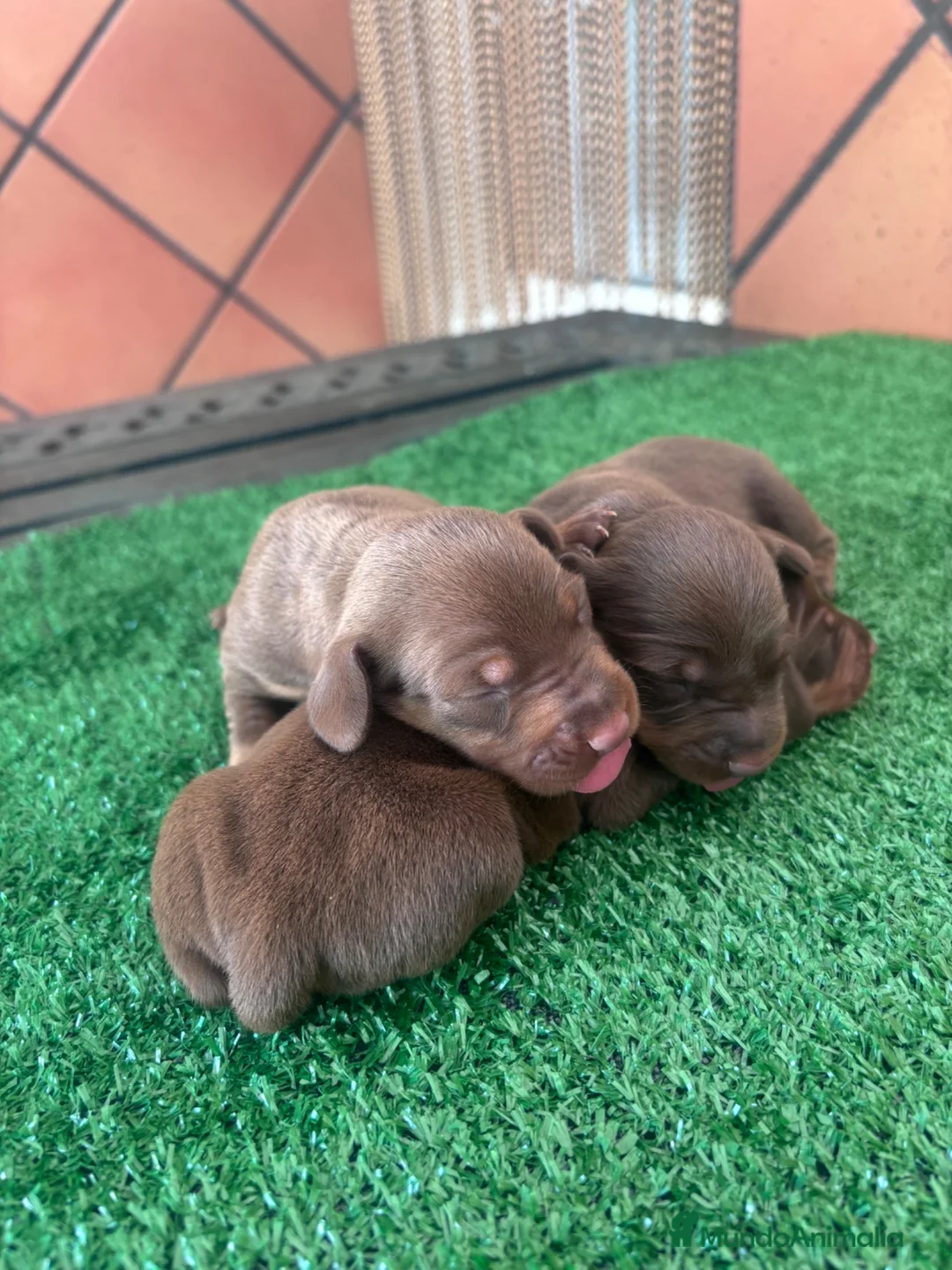 Teckel Miniatura perros en venta: Excelente camada de Teckel chocolate y arlequín  - Anuncio 2