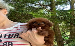 Caniche Toy perros en venta: Caniche micro asiático - Imagen 1
