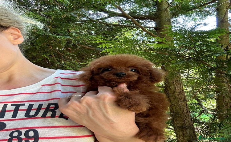 Caniche Toy perros - Propaganda 6
