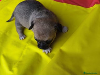 Chihuahua perros Chihuahuas tea cup Exclusivos - Anuncio 5