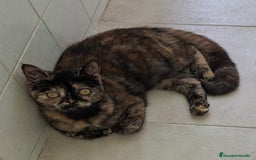 Exótico de Pelo Corto gatos en venta: Raza exótica - Imagen 6