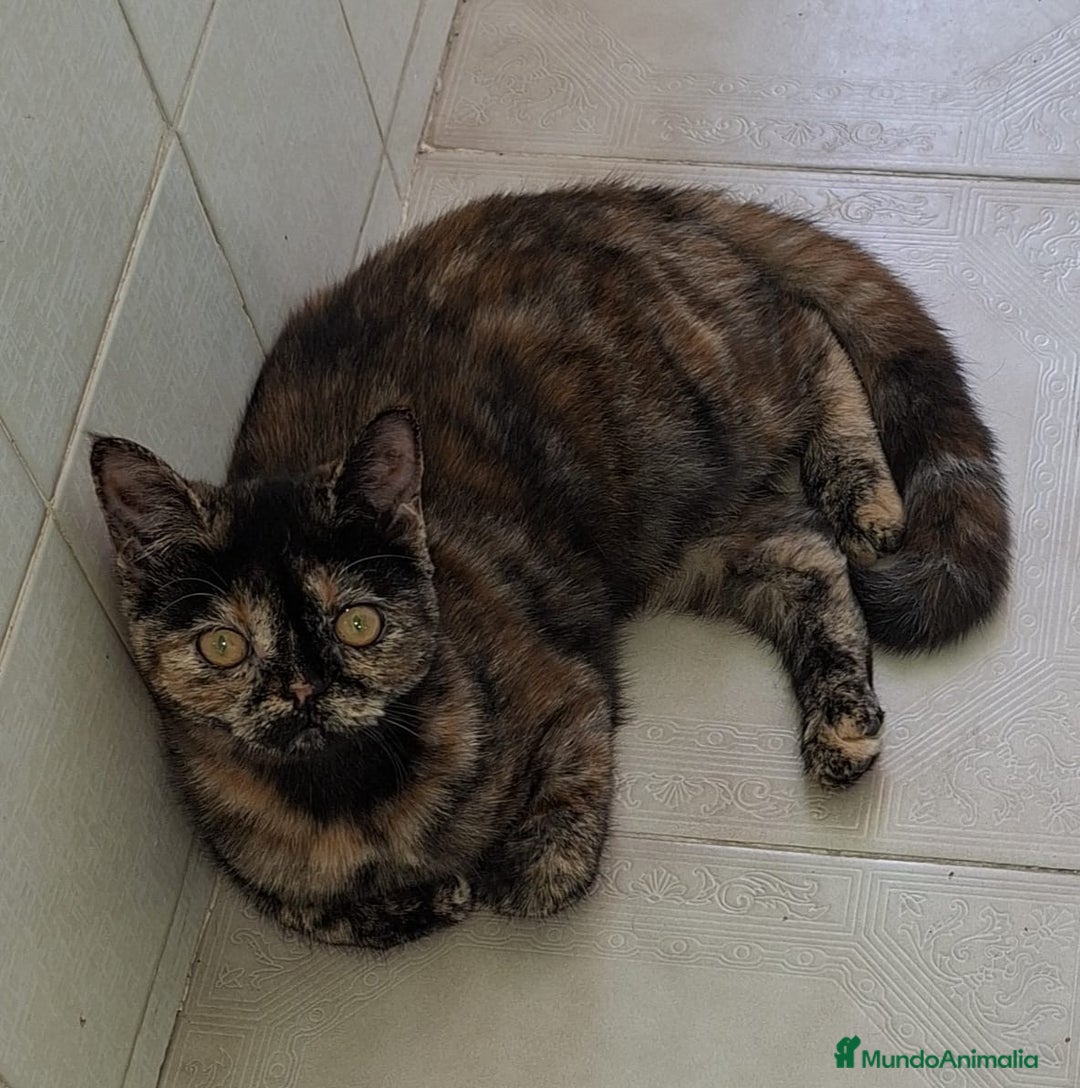 Exótico de Pelo Corto gatos en venta: Raza exótica - Imagen 6