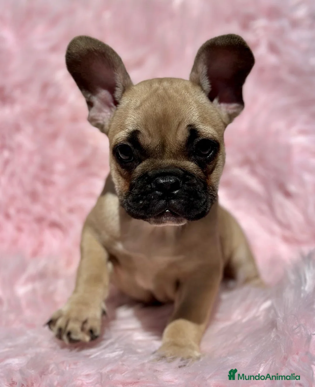 Bulldog Francés perros en venta: PRECIOSA HEMBRA FAWN BULLDOG FRANCES - Anuncio 2