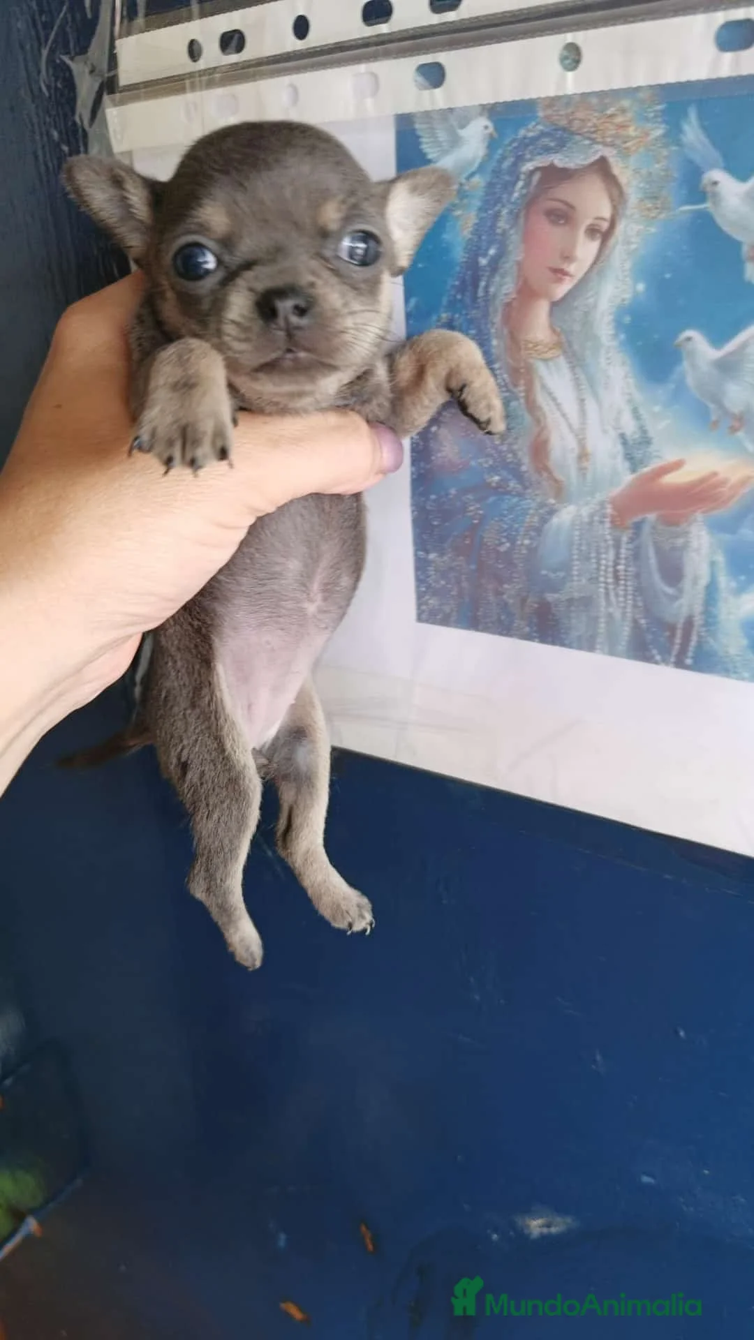 Chihuahua perros en venta: ‼️PRECIOSA CAMADA DE CHIHUAHUAS TAMAÑO MINI  - Anuncio 2