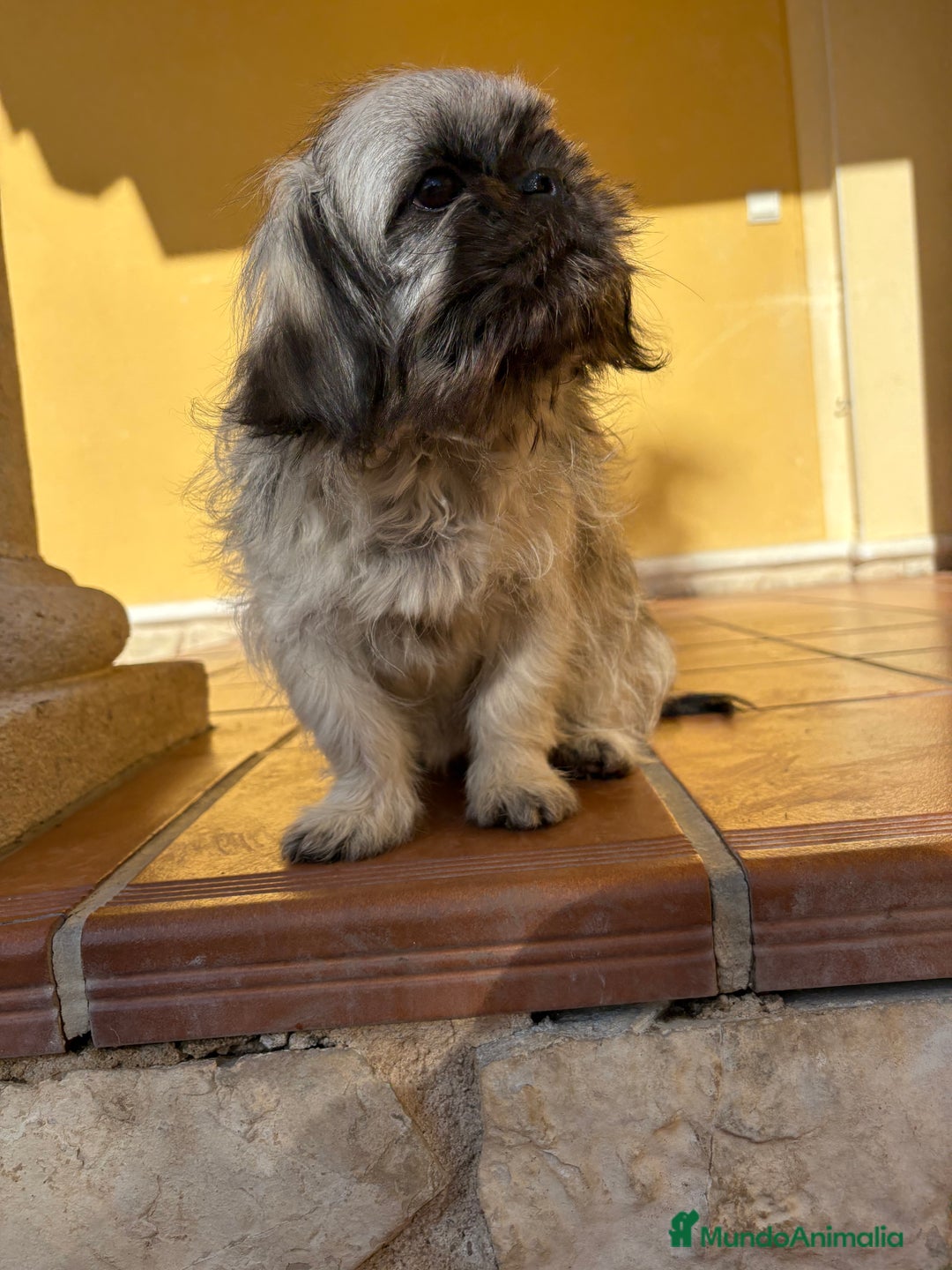 Pekinés perros en venta: Pekines imperial hembra preciosa  - Anuncio 18