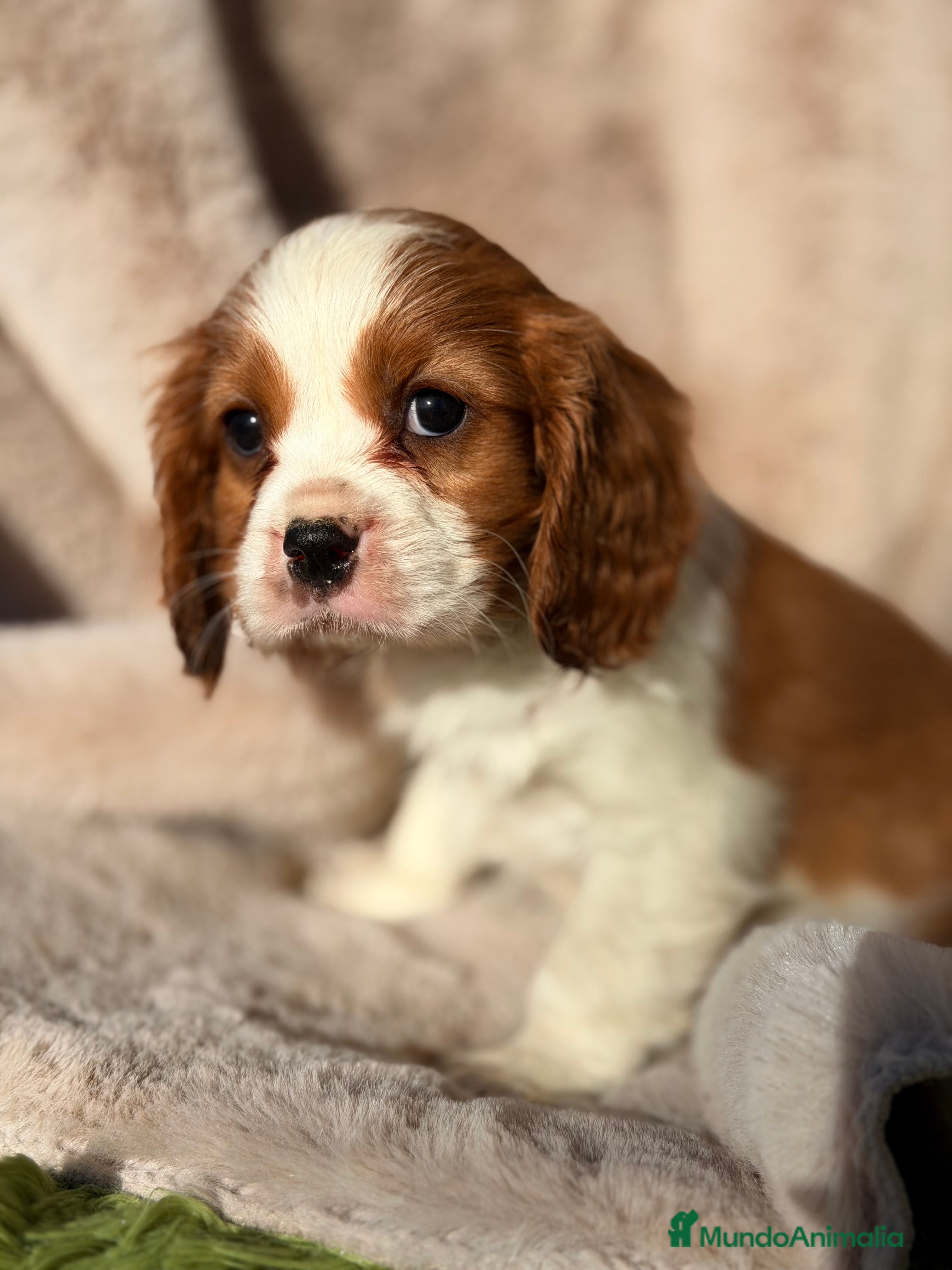 Cavalier King Charles Spaniel perros Cavalier King macho  - Anuncio 4