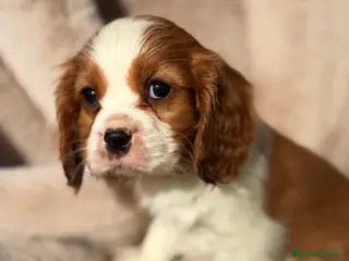 Cavalier King Charles Spaniel perros Cavalier King macho - Anuncio 3