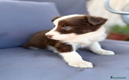 Border Collie perros en venta: Border collie chocolate  - Imagen 13