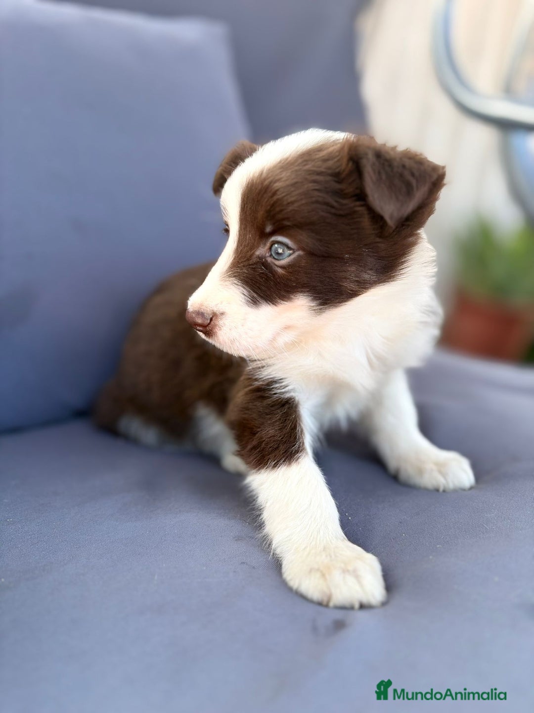 Border Collie perros en venta: Border collie chocolate  - Imagen 13