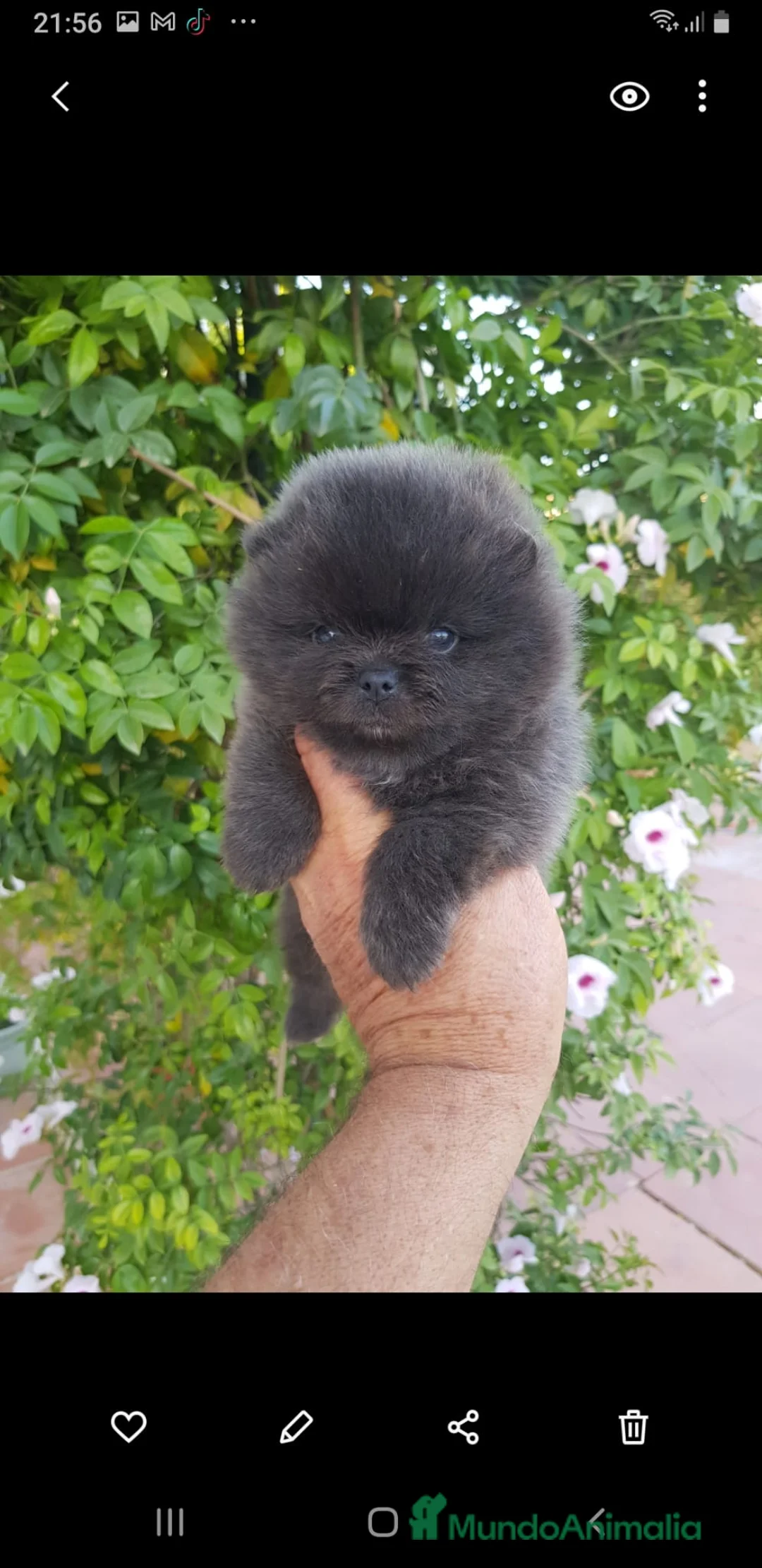 Pomerania perros en venta: Pomerania linea rusa - Anuncio 11