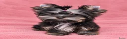 Yorkshire Terrier perros en venta: Monísimo Yorkshire Toy - Anuncio 3