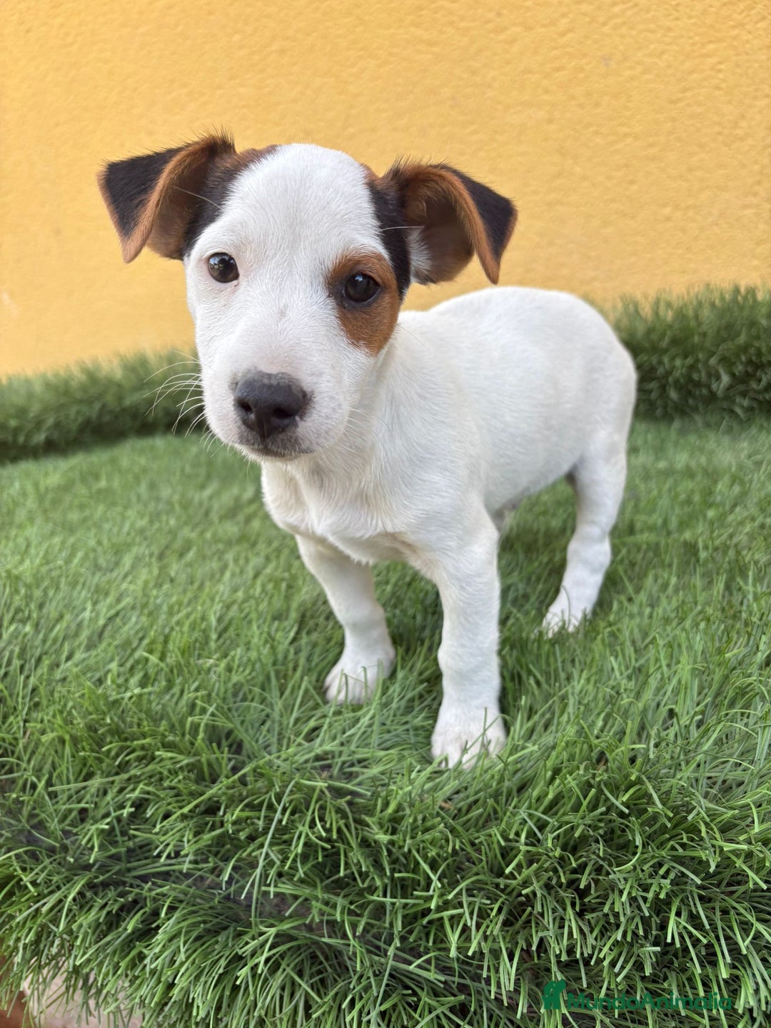 Jack Russell Terrier perros en venta: Jack russell macho tricolor  - Imagen 9
