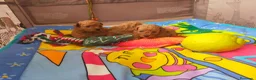 Caniche Toy perros en venta: PRECIOSOS CANICHE  ROJO LINEA TOY  - Anuncio 6