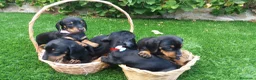 Teckel perros en venta: Preciosos Teckel negro fuego  - Anuncio 1