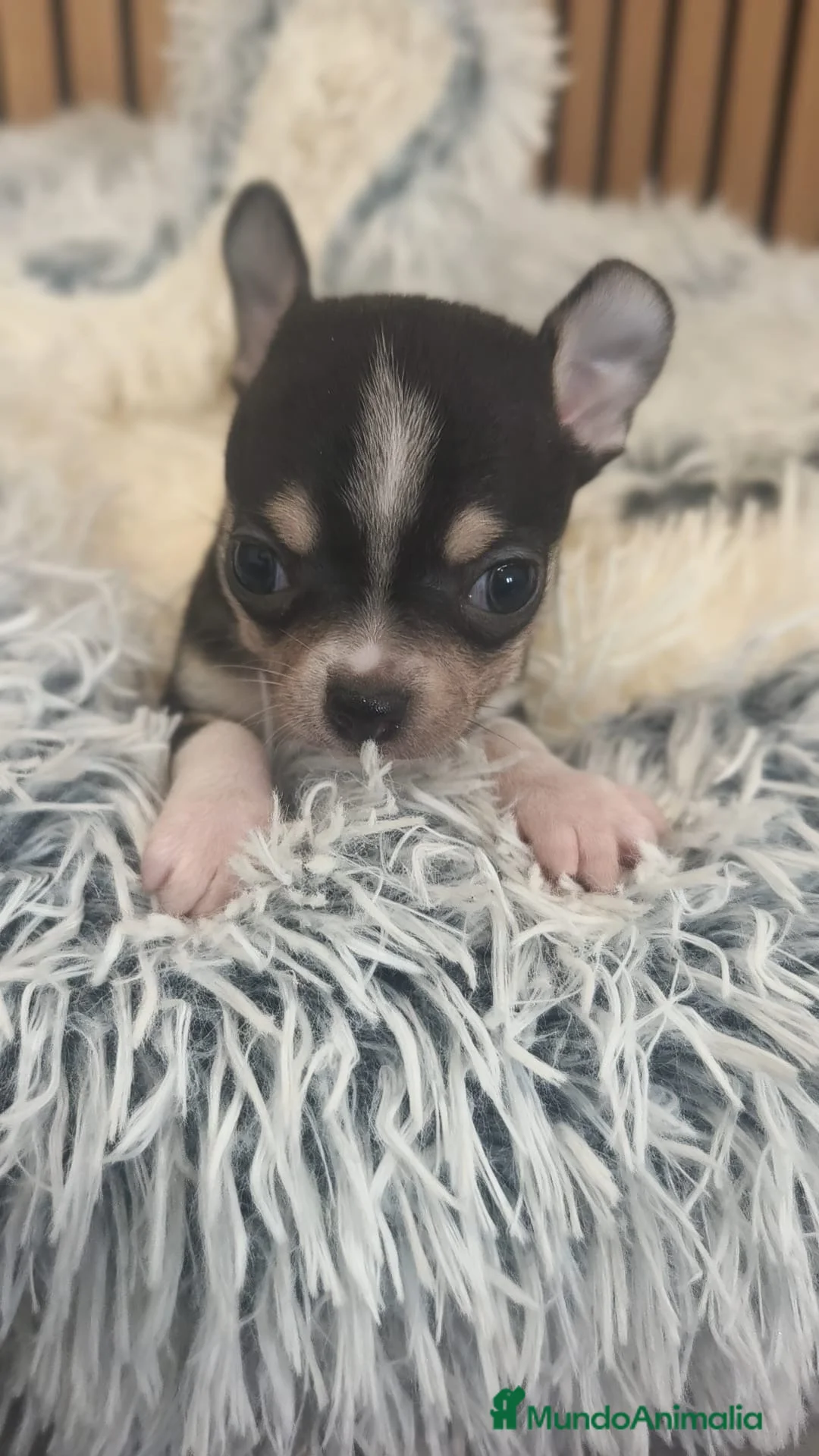 Chihuahua perros en venta: Chihuahua Toy  - Anuncio 2