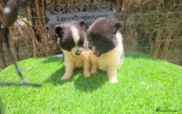 Pomerania perros en venta: Pomerania toy y minis  - Imagen 2