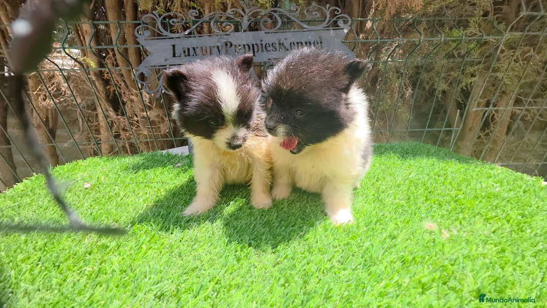 Pomerania perros en venta: Pomerania toy y minis  - Imagen 2