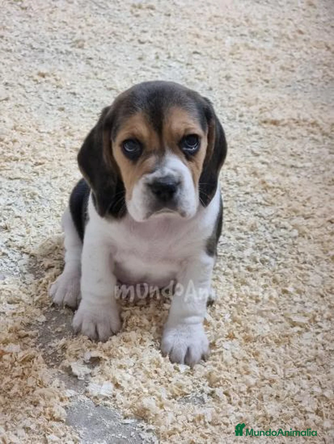 Imagen de galería {{count}}