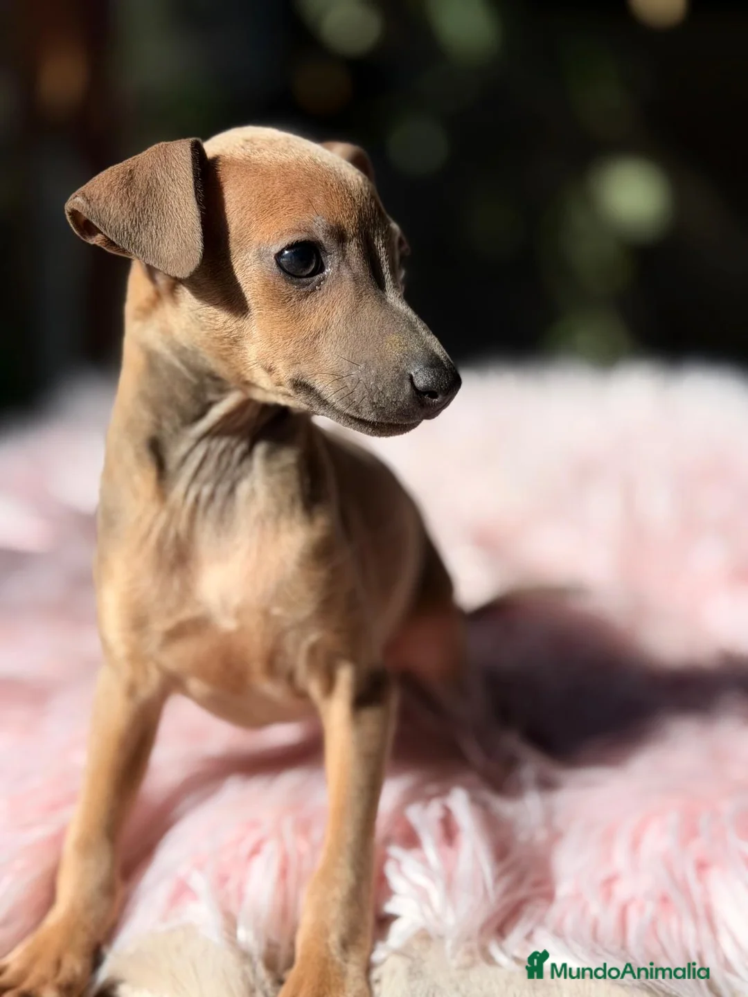 Pequeño Lebrel Italiano perros en venta: PICCOLO ITALIANO ISABELLA / BLUE - Anuncio 1