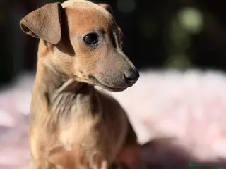 Pequeño Lebrel Italiano perros PICCOLO ITALIANO ISABELLA / BLUE - Anuncio 1