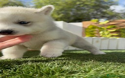 Husky Siberiano perros en venta: HUSKY - Imagen 22