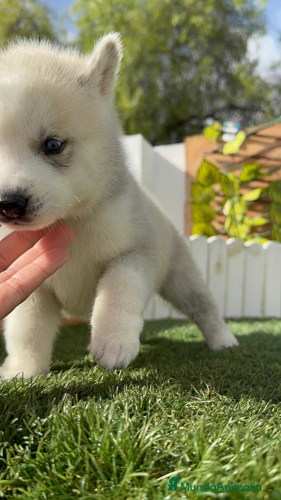 Husky Siberiano perros en venta: HUSKY - Imagen 22