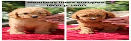 Caniche Toy perros en venta: Preciosos caniches Toy en Lugo - Anuncio 4