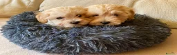 Maltipoo perros en venta: Maltipoo - Anuncio 1
