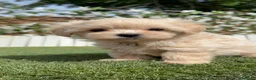 Maltipoo perros en venta: MALTIPOO 100% COREANO - Anuncio 16