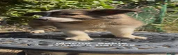 Border Collie perros en venta: BORDER COLLIE DE VILLA BIZNAGA - Anuncio 39