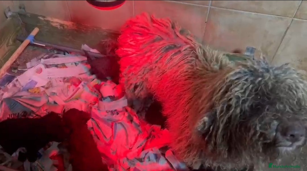 Perro de Agua Español perros en venta: Cachorros de perro de agua  - Anuncio 17