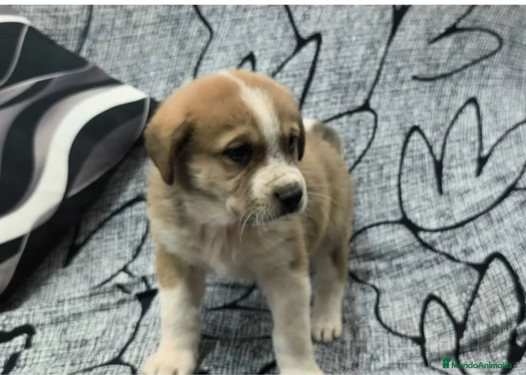 Mastín Español perros en venta: Mastín macho - Anuncio 2