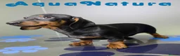 Teckel perros en venta: Teckel Hembra de Kily y Luisiño 1875 - Anuncio 10