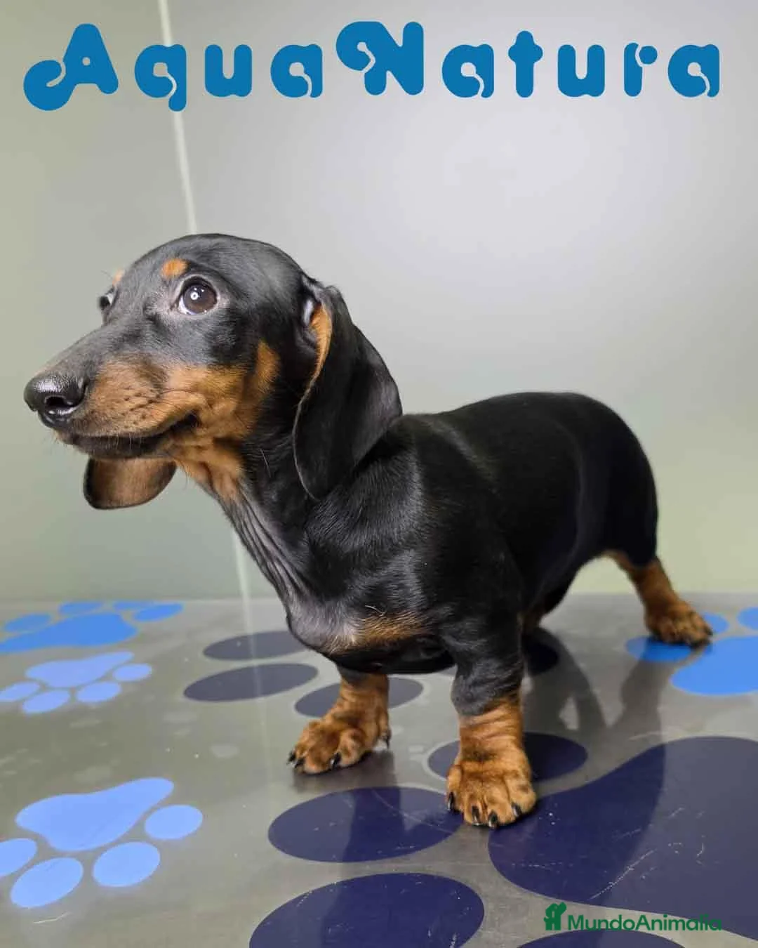 Teckel perros en venta: Teckel Hembra de Kily y Luisiño 1875 - Anuncio 10