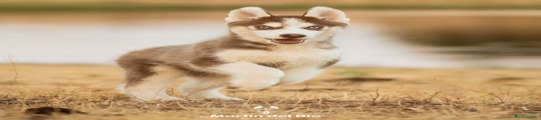 Cachorro 2