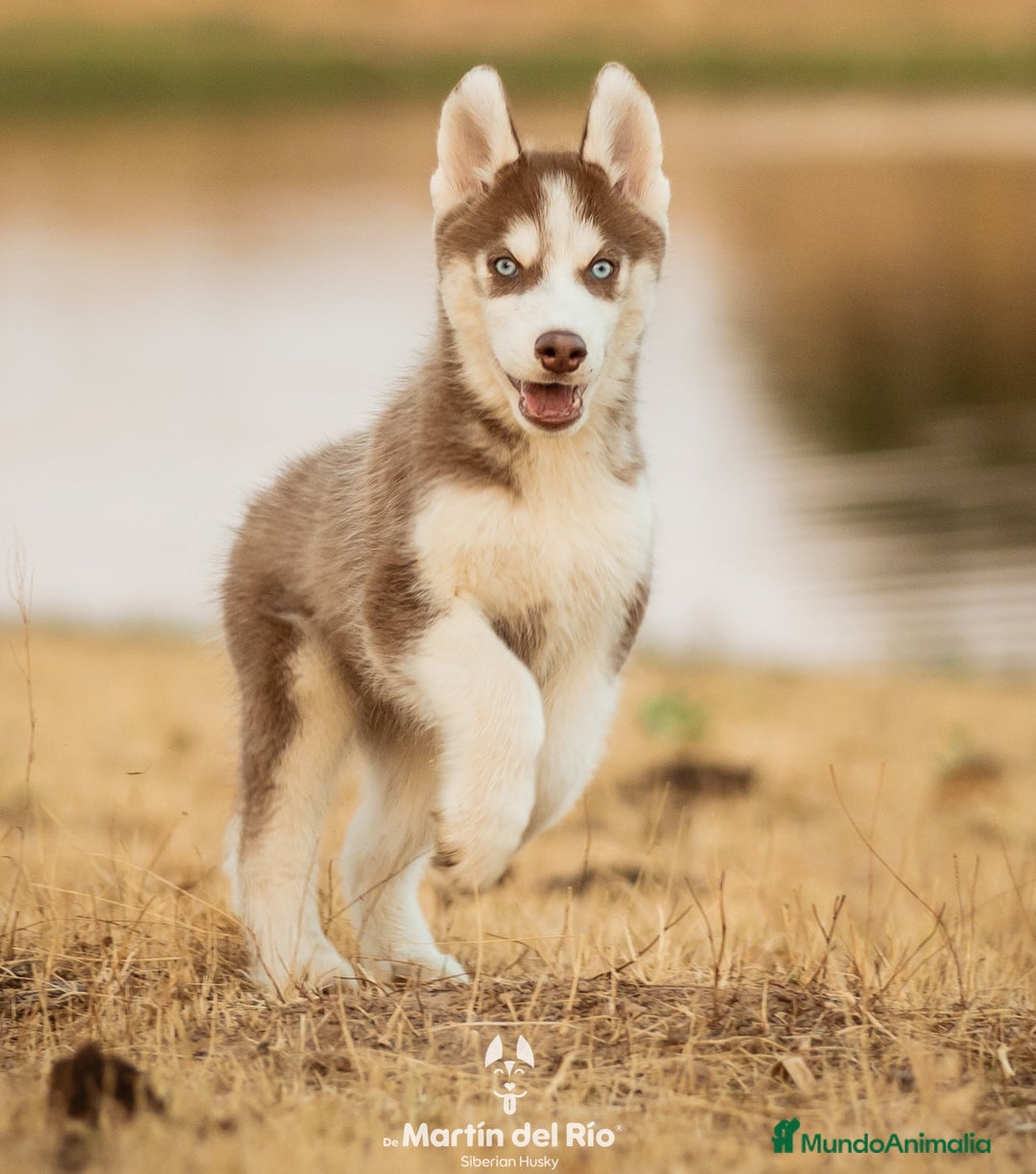 Husky Siberiano perros en venta: SIBERIAN HUSKY - AGOUTI  - Imagen 2