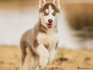 Husky Siberiano perros - Anuncio 22