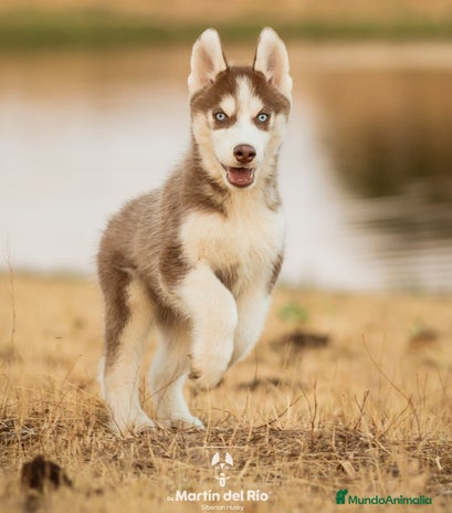 Husky Siberiano perros - Anuncio 2