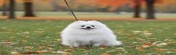 Pomerania perros en venta: Pomerania  - Anuncio 3