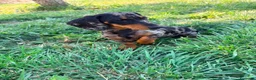 Teckel Miniatura perros en venta: Teckel miniatura  - Anuncio 14