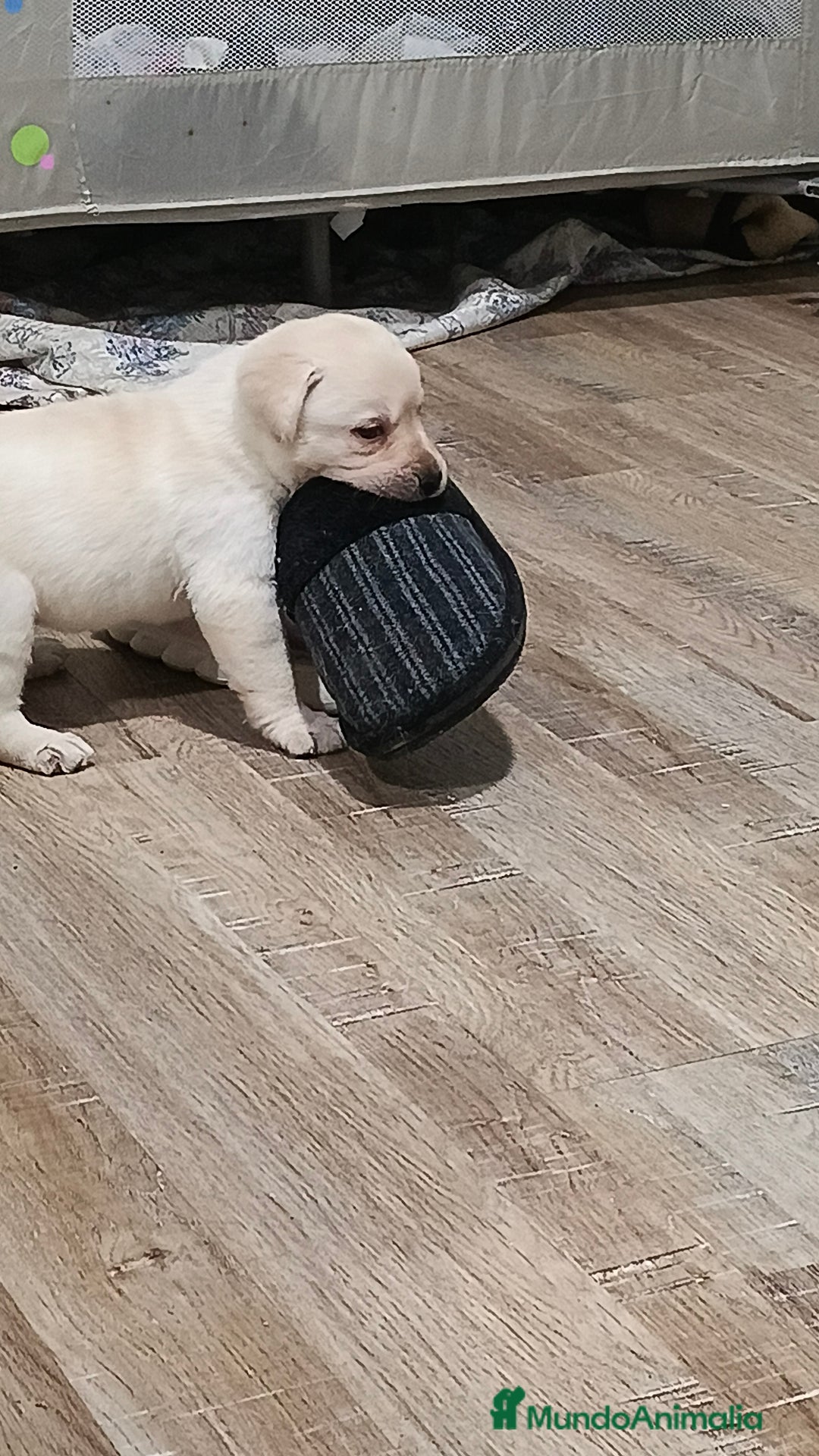 Labrador Retriever perros en venta: Labrador retriever dorado disponible  - Anuncio 9