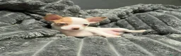Chihuahua perros en venta: Chihuahua exotico merle - Anuncio 2