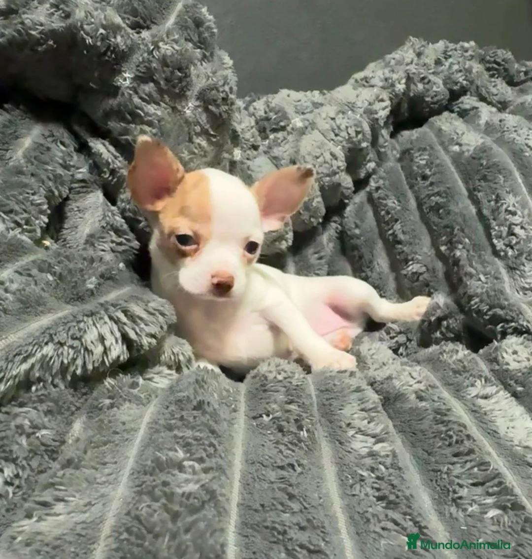 Chihuahua perros en venta: Chihuahua exotico merle - Anuncio 2