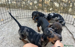 Teckel Miniatura perros en venta: Camada de Teckel miniatura  - Imagen 7