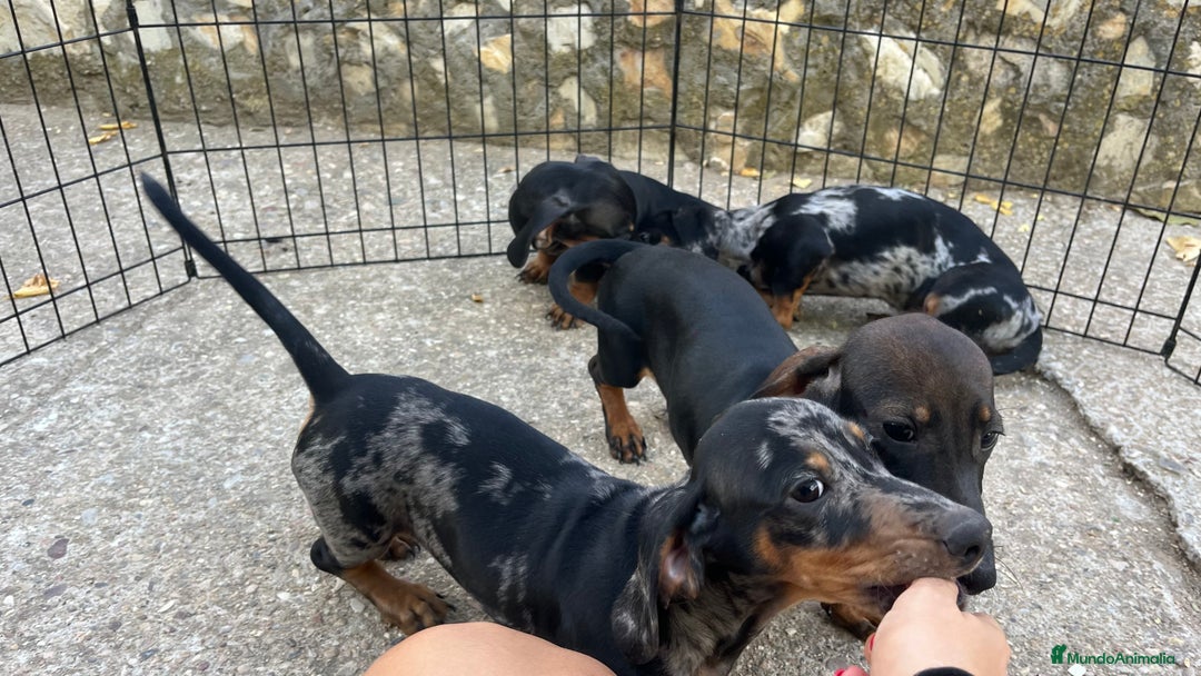 Teckel Miniatura perros en venta: Camada de Teckel miniatura  - Imagen 7