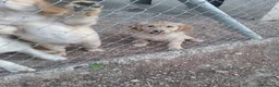 Golden Retriever perros en venta: Golden Retriever  - Anuncio 3